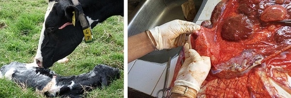 Efecto de la sombra durante el período seco y la lactancia siguiente en vacas Holando multíparas. - Image 5