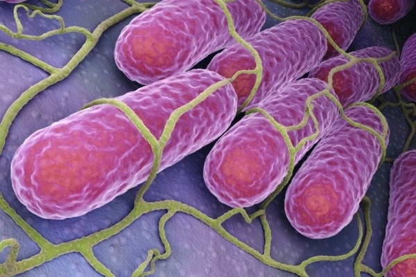 Disbiosis, una patología poco conocida pero de gran impacto - Image 1