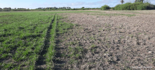 Figura 7 - Pradera regada y pradera en secano a fin de verano.