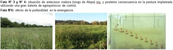 Claves para lograr una pastura exitosa desde el inicio - Image 4