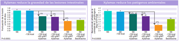 El efecto de los niveles graduados de xilanasa en el rendimiento vivo, la salud intestinal y los patógenos ambientales de pollos de engorde alimentados con dietas de maíz y soya. - Image 3