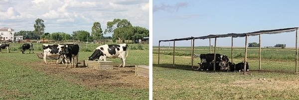 Efecto de la sombra durante el período seco y la lactancia siguiente en vacas Holando multíparas. - Image 1