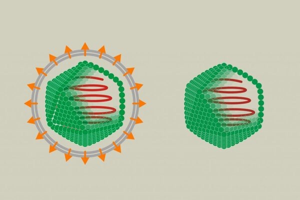 Actividad antiviral de los aceites esenciales - Image 2