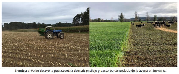 Manual del cultivo de maíz para ensilaje - Cultivo de maíz: Cuarto Capítulo - Image 1