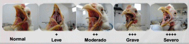 Evaluación de un adsorbente de toxina t-2, en pollo de engorda - Image 8