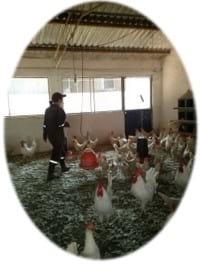 Empleo de un precursor de creatina en reproductoras ligeras - Image 3