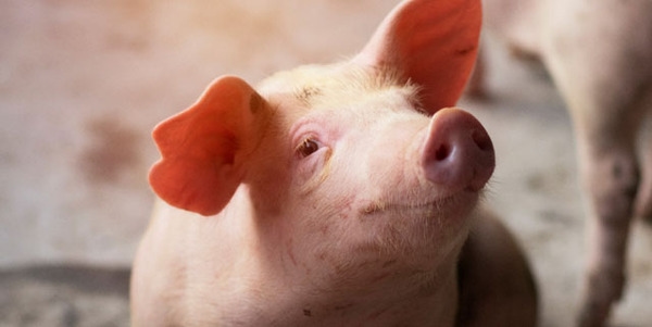Interacción del cerdo con el ambiente y su impacto en la producción - Image 1