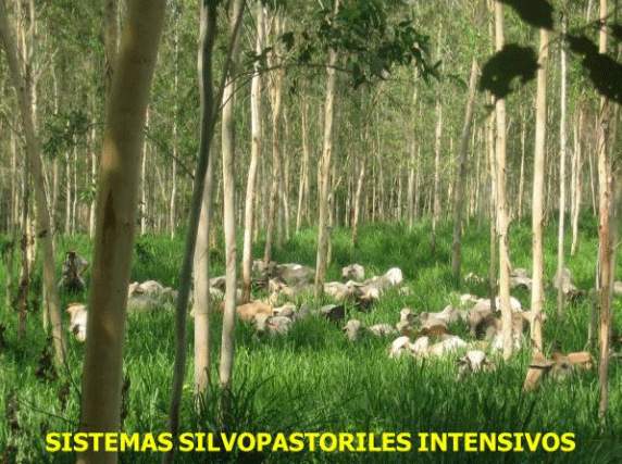 BOTERO - CAPÍTULO IX PASTOREO RACIONAL INTENSIVO VOISIN UNA OPCIÓN PARA INTENSIFICAR Y HACER MÁS AMIGABLE CON EL AMBIENTE LA PRODUCCIÓN CON RUMIANTES EN PASTOREO EN EL TRÓPICO - Image 44