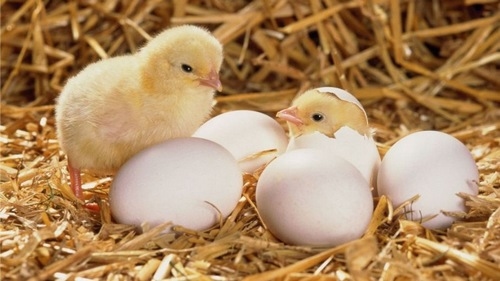 Promoviendo el crecimiento y desarrollo del Cerebro: Los Huevos como Aliado - Image 1