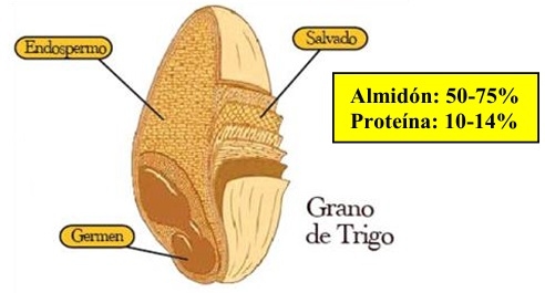 7° MITO ¿EL GRANO DE MAÍZ ES EL MEJOR DE TODOS? Similitudes y diferencias entre los granos de cereal. - Image 5