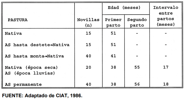 CUADRO 2. Promedio de edad al primero y segundo parto en novillas levantadas en pastoreo de pastura nativa o de una asociación Andropogon gayanus CIAT 621+ Stylosanthes capitata CIAT 1019 (AS) y en tres diferentes combinaciones de pastoreo, en la Altillanura Oriental de Colombia, Sabana Bien Drenada (SBD).
