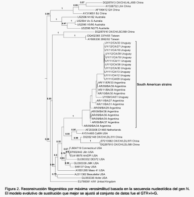 Análisis filodinámico del virus de la bronquitis infecciosa aviar en la industria avícola sudamericana: dos genotipos predominantes con diferente origen - Image 2