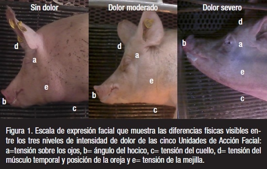 Dolor causado por el parto en la cerda: indicadores útiles y alivio del dolor - Image 1