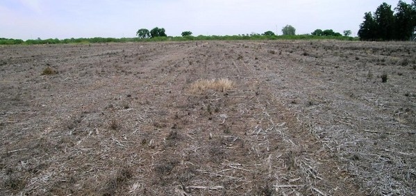 Evaluación del control de conyza sp. con herbicidas en doble golpe y con dos técnicas de pulverización terrestre - Image 1