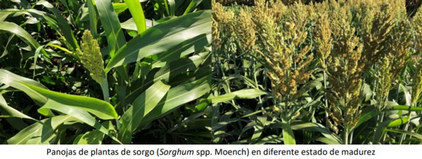 Manual Cultivo del Sorgo Forrajero - Descripción de la planta - Image 1