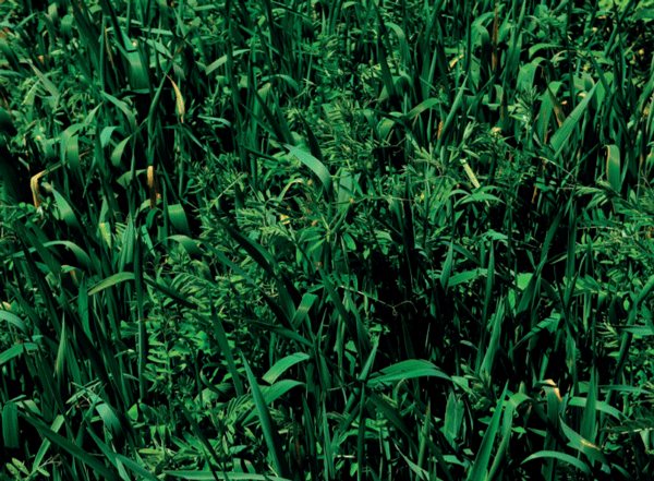 Vicia (Vicia atropurpurea Desf. syn. Vicia benghalensis L.).