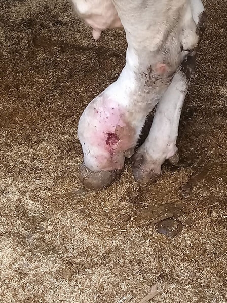 Afecciones Podales - Capitulo 5: “Rechazo y manejo de vacas con lesiones cronicas” - Image 1