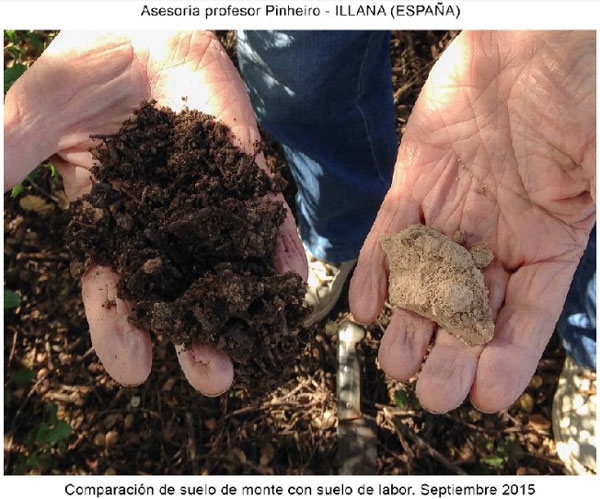 Regeneración de tierra de cereal en España mediante principios agroecológicos - Image 1