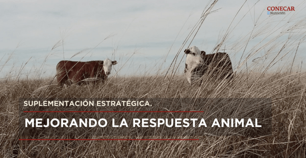 El destete precoz: la mejor decision para evitar pérdidas productivas futuras - Image 1