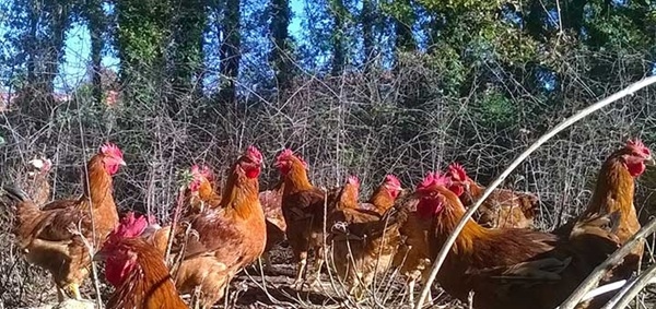 Hepatitis viral en las aves de corral - Image 3