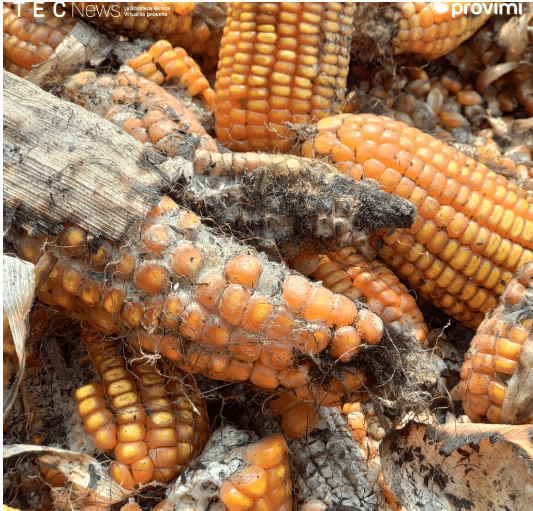 Impacto de las micotoxinas en feedlots - Image 1