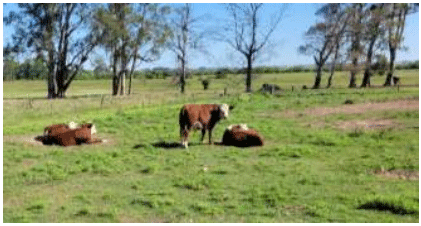 Figura 1. Novillitos en posición de descanso durante el engorde intensivo con asignación de 100 m2 /animal.