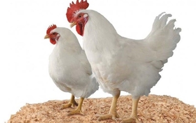 ¡Por qué hay menos huevos fértiles! - Image 5