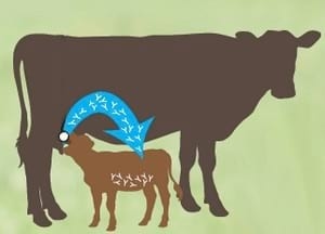 El Calostro: Clave para la supervivencia del neonato - Image 2