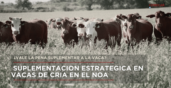 Suplementacion estrategica en vacas de cria en el noa - Image 1