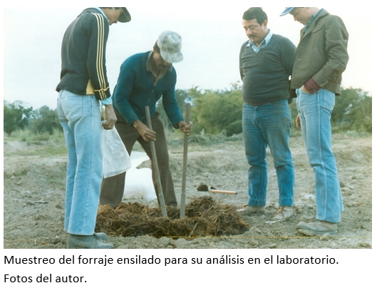Manejo del (forraje) ensilado - Image 14