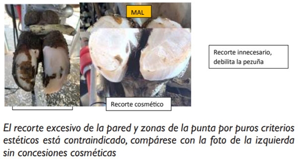 HORIZONTE - EVOLUCIÓN DE LOS CUIDADOS DE PEZUÑAS - Image 7