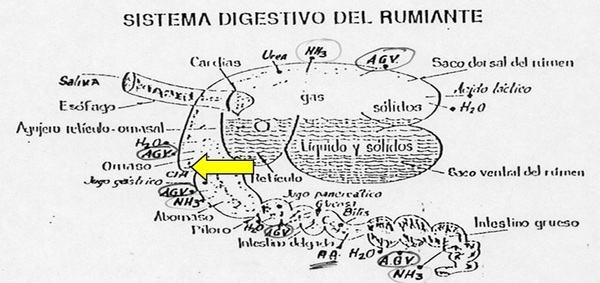 8° MITO ¿GRANOS DE CEREAL ENTEROS o MOLIDOS? ¿Se obtiene el mismo aprovechamiento y producción de carne o leche con un grano entero o molido? - Image 1