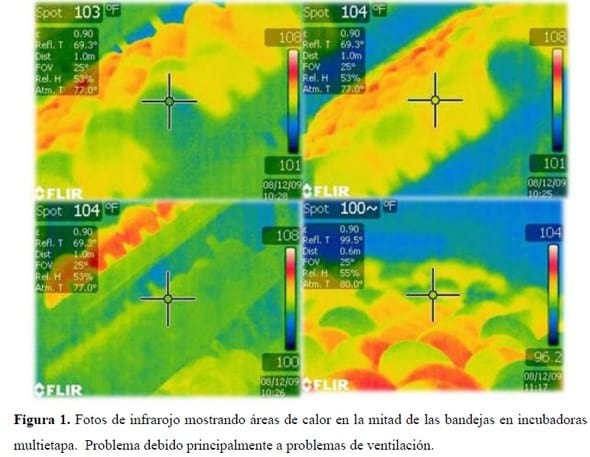 Como Mejorar la Calidad del Pollito BB - Image 1