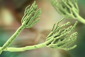 Penicillium Aspergillus