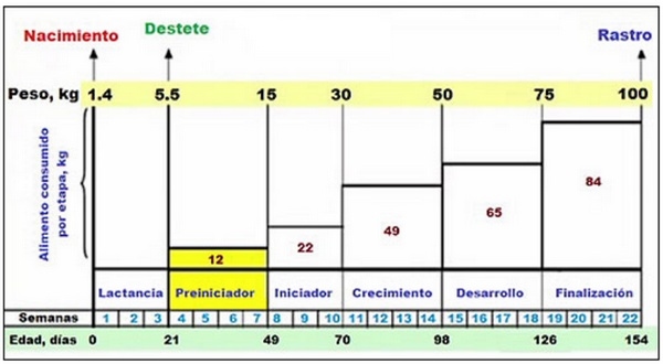 La Importancia del Consumo de Alimento en la Etapa de Recría - Image 1