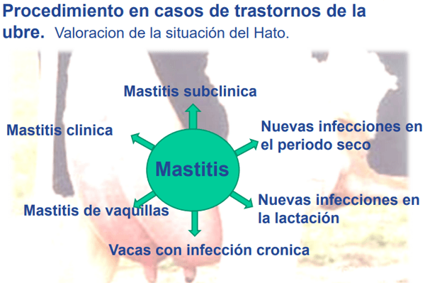 La Mastitis un problema del hato la visita al establo. - Image 2
