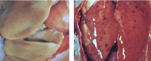 Características fisiológicas del hígado de ave | Se adjuntan tres tipos de enfermedad hepática difíciles de diagnosticar. - Image 3