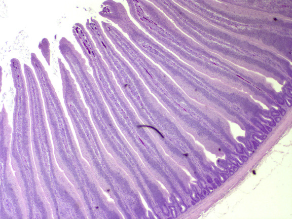 Ácidos orgánicos y aceites esenciales protegidos para avicultura y su efecto en la Morfologia intestinal en los primeros 15 días de pollos de engorde vs Promotores estandar - Image 2
