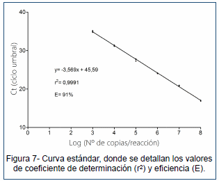 Desarrollo de un ensayo de PCR en tiempo real para la detección de un linaje distinto de IBDV (dIBDV) - Image 8