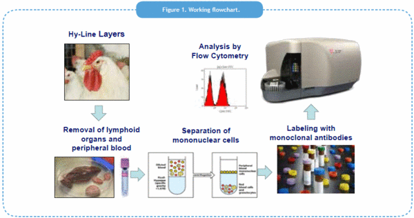 Dinámica de células T y B entre órganos linfoides durante la infección experimental de gallinas libres de patógenos específicos (SPF) con el Adenovirus aviar (FAdV) serotipo 4 - Image 1