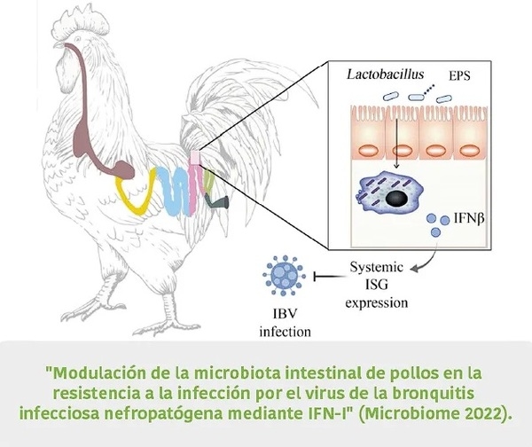 Síndromes respiratorios en la avicultura industrial: factores ambientales, etiología y medidas de control - Image 3
