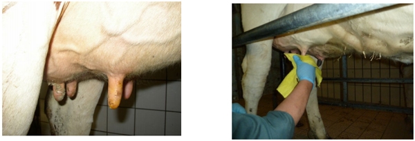 La Mastitis un problema del hato la visita al establo. - Image 9