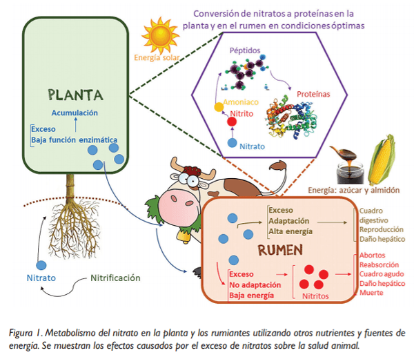 HORIZONTE - Nitratos en forrajes de lecherías especializadas: ¿Cuál es la magnitud de la contaminación y qué problemas nos pueden causar? - Image 1