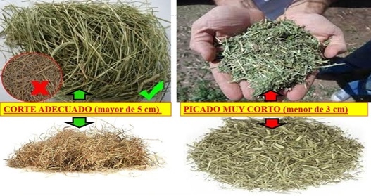9° MITO ROL DE LA FIBRA Y LA SALIVA EN EL METABOLISMO ¿Se puede producir carne con dietas solo con concentrados “sin nada de Fibra”? - Image 2