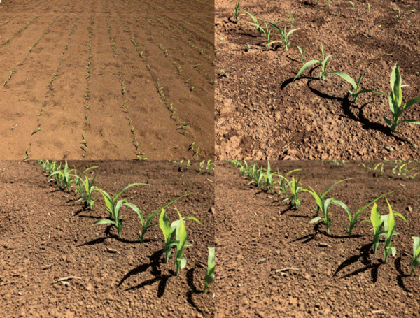 Estados iniciales de desarrollo del cultivo del sorgo