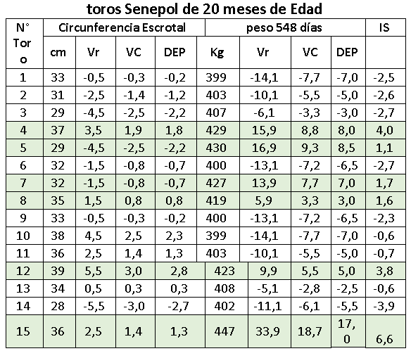 Procesos de selección en bovinos - Image 5