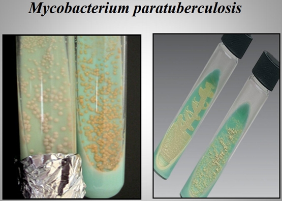 Importancia de los cultivos bacteriológicos en el diagnóstico de la mastitis bovina y antibiograma - Image 13