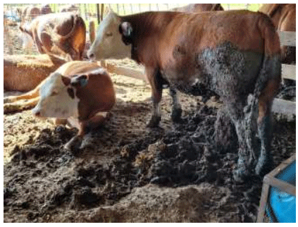 Figura 2. Novillitos en posición de descanso durante el engorde intensivo con asignación de 10 m2 /animal. 