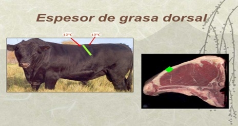 2° MITO ¿LA CARNE DE UN ANIMAL LIVIANO TIENE MEJOR CALIDAD QUE LA DE UN PESADO? - Image 6