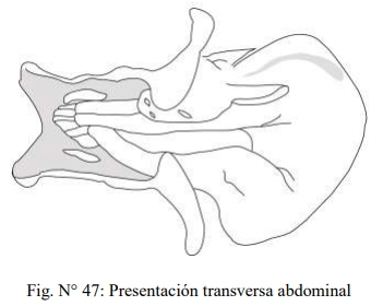 Obstetricia y neonatología bovina: XI. Estática fetal Anormal - Image 15